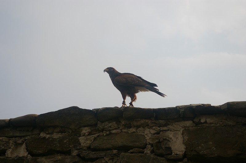 IMGP1850.jpg